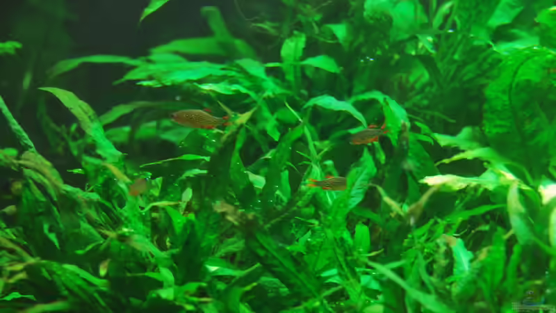 Besatz im Aquarium Me equivocaria otra vez von lomarraco (60)