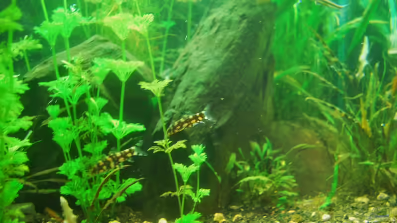 Besatz im Aquarium Me equivocaria otra vez von lomarraco (61)