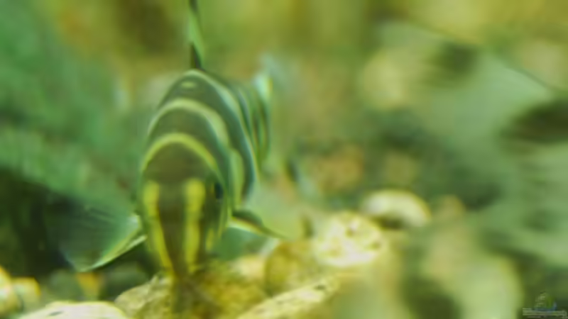 Besatz im Aquarium Me equivocaria otra vez von lomarraco (62)