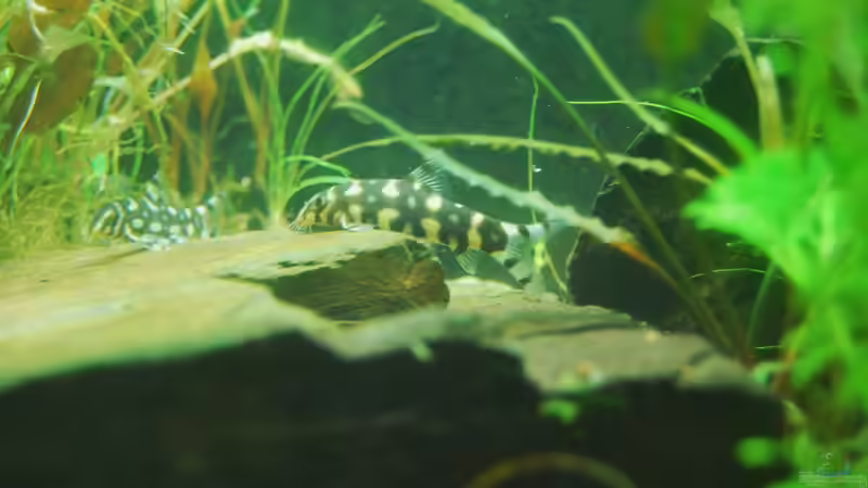 Besatz im Aquarium Me equivocaria otra vez von lomarraco (63)