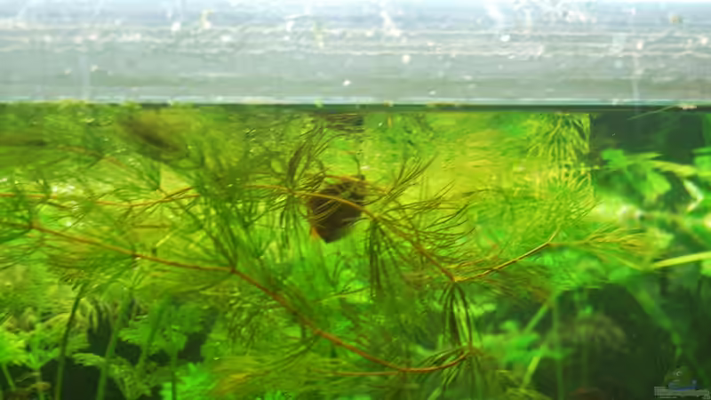 Besatz im Aquarium Me equivocaria otra vez von lomarraco (65)