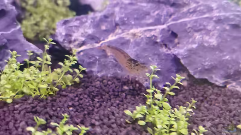 Besatz im Aquarium MEDUZA - Paradise von Borisson (10)