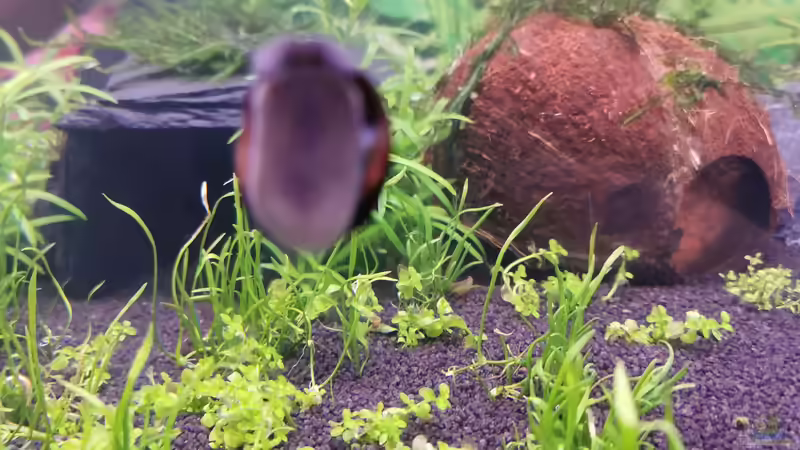 Besatz im Aquarium MEDUZA - Paradise von Borisson (12)