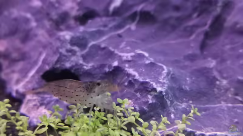 Besatz im Aquarium MEDUZA - Paradise von Borisson (13)