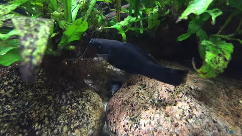 Besatz im Aquarium Meeki Aquarium (aufgelöst) von Lutten81 (21)