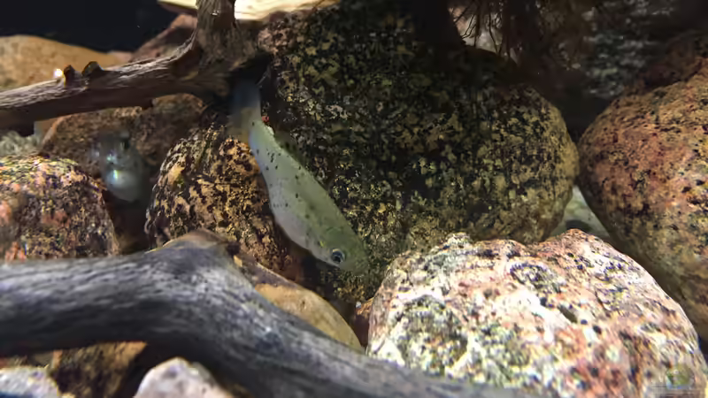 Besatz im Aquarium Meeki Aquarium (aufgelöst) von Lutten81 (22)