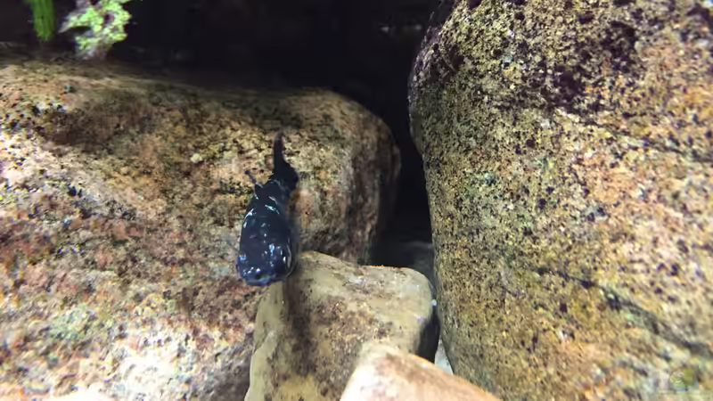 Besatz im Aquarium Meeki Aquarium (aufgelöst) von Lutten81 (23)