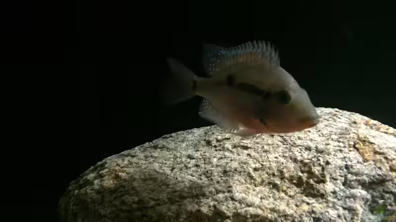 Besatz im Aquarium Meeki Aquarium (aufgelöst) von Lutten81 (25)