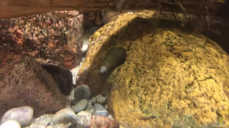 Besatz im Aquarium Meeki Aquarium (aufgelöst) von Lutten81 (26)