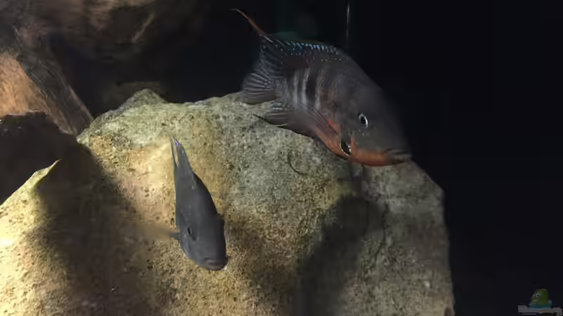 Besatz im Aquarium Meeki Aquarium (aufgelöst) von Lutten81 (27)