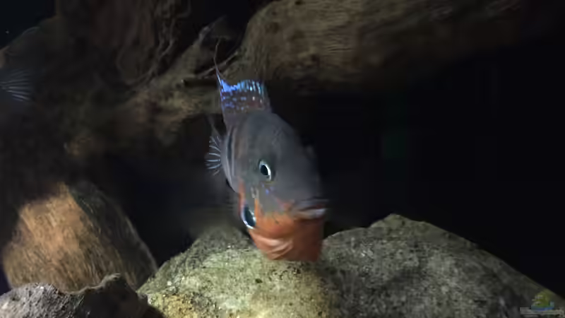 Besatz im Aquarium Meeki Aquarium (aufgelöst) von Lutten81 (28)