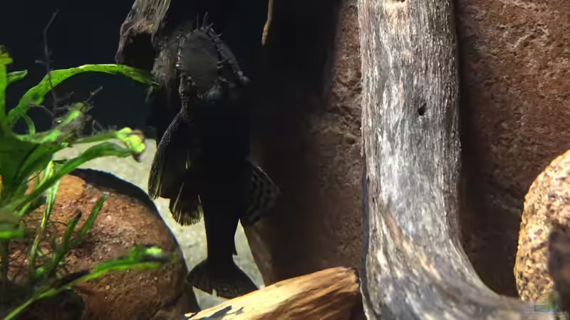 Besatz im Aquarium Meeki Aquarium (aufgelöst) von Lutten81 (30)