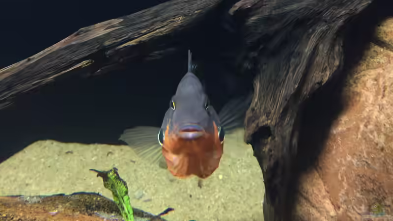 Besatz im Aquarium Meeki Aquarium (aufgelöst) von Lutten81 (31)