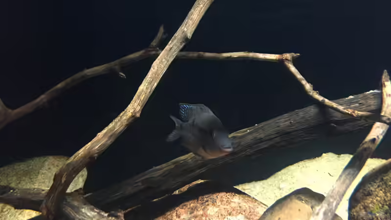 Besatz im Aquarium Meeki Aquarium (aufgelöst) von Lutten81 (32)