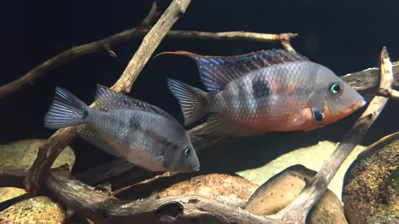 Besatz im Aquarium Meeki Aquarium (aufgelöst) von Lutten81 (33)