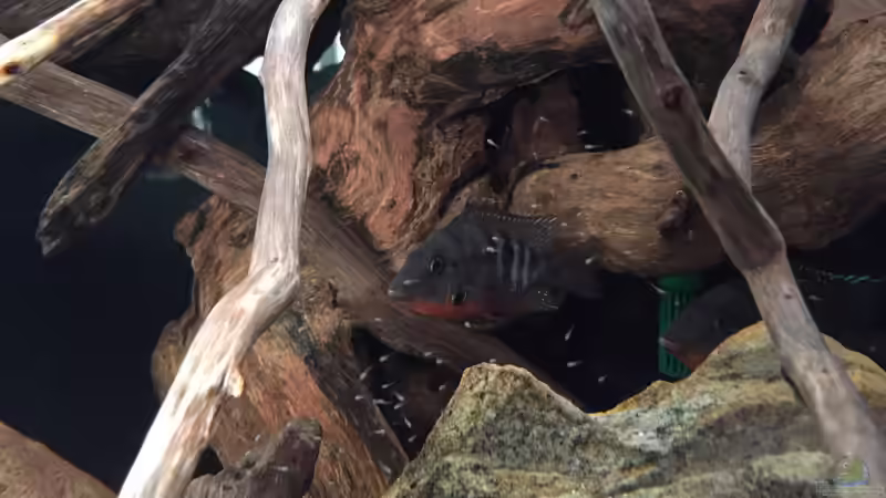 Besatz im Aquarium Meeki Aquarium (aufgelöst) von Lutten81 (35)