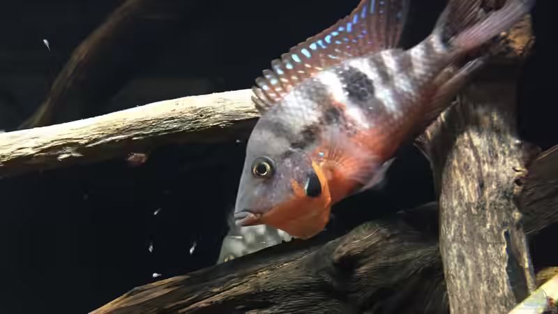 Besatz im Aquarium Meeki Aquarium (aufgelöst) von Lutten81 (37)