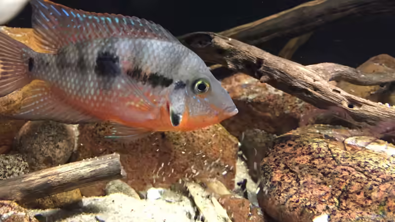 Besatz im Aquarium Meeki Aquarium (aufgelöst) von Lutten81 (38)