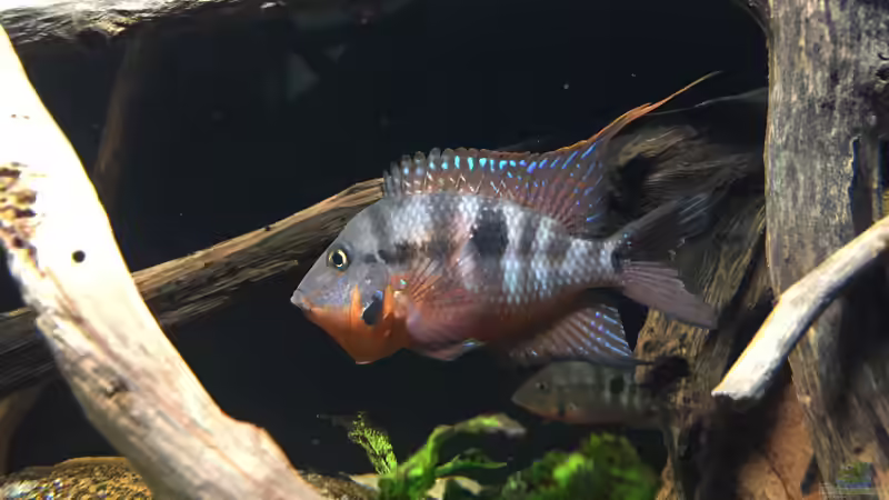 Besatz im Aquarium Meeki Aquarium (aufgelöst) von Lutten81 (39)