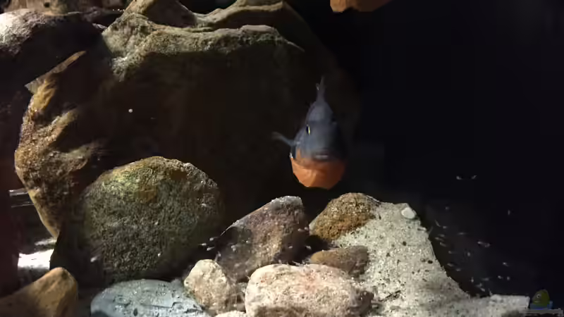 Besatz im Aquarium Meeki Aquarium (aufgelöst) von Lutten81 (40)