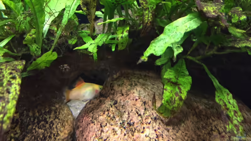 Besatz im Aquarium Meeki Aquarium (aufgelöst) von Lutten81 (42)