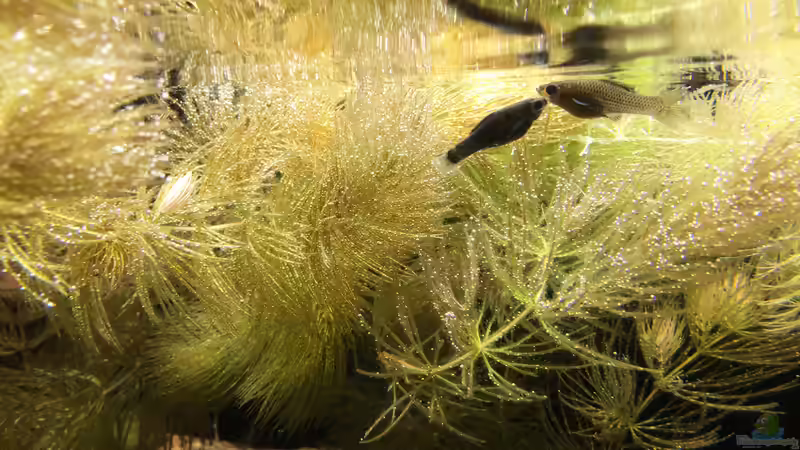 Besatz im Aquarium Meeki Aquarium (aufgelöst) von Lutten81 (47)
