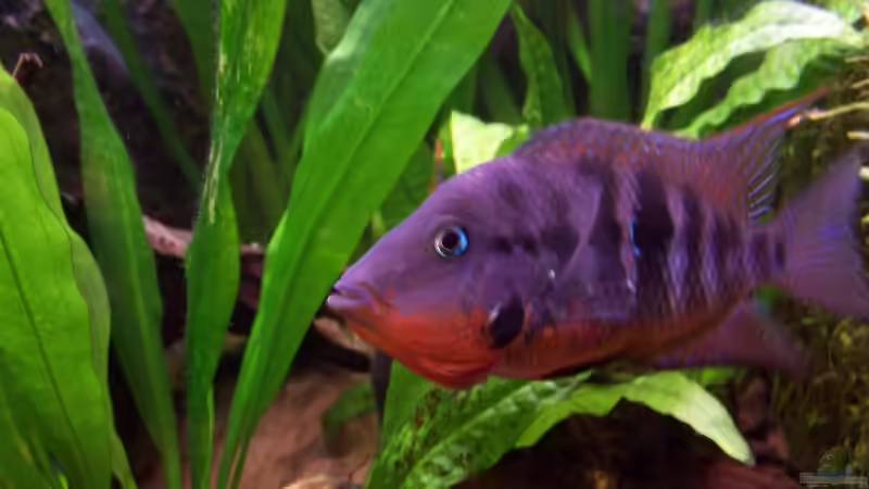 Besatz im Aquarium Meeki-Heim von Meeki (20)