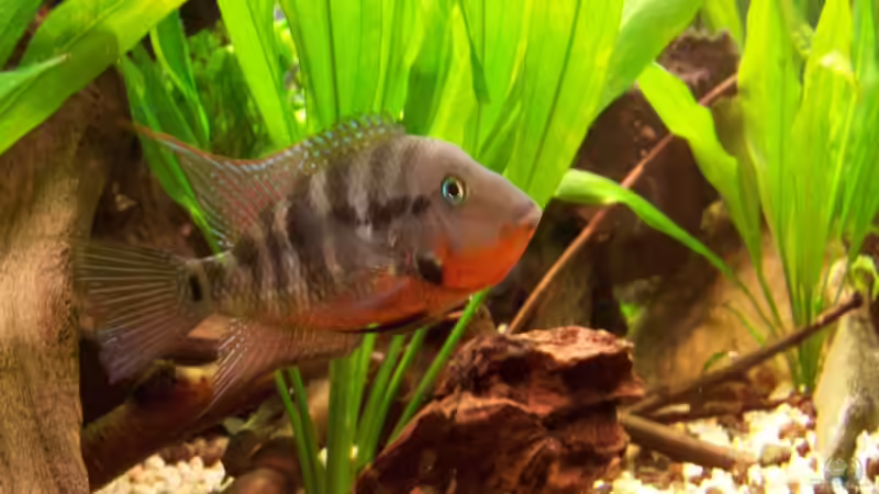 Besatz im Aquarium Meeki-Heim von Meeki (22)