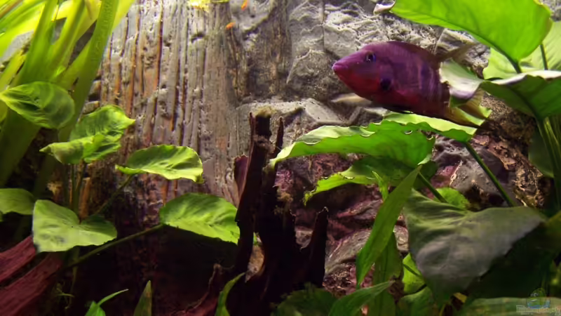 Besatz im Aquarium Meeki-Heim von Meeki (25)