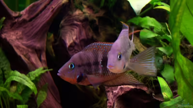 Besatz im Aquarium Meeki-Heim von Meeki (26)