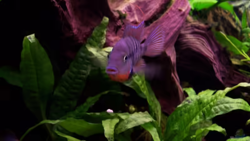 Besatz im Aquarium Meeki-Heim von Meeki (27)