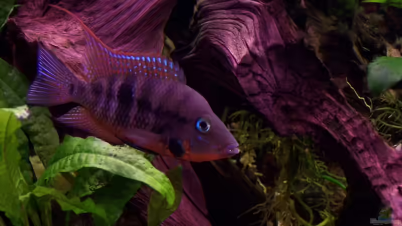 Besatz im Aquarium Meeki-Heim von Meeki (28)