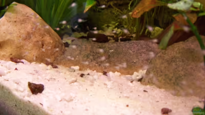 Besatz im Aquarium Meeki-Heim von Meeki (29)