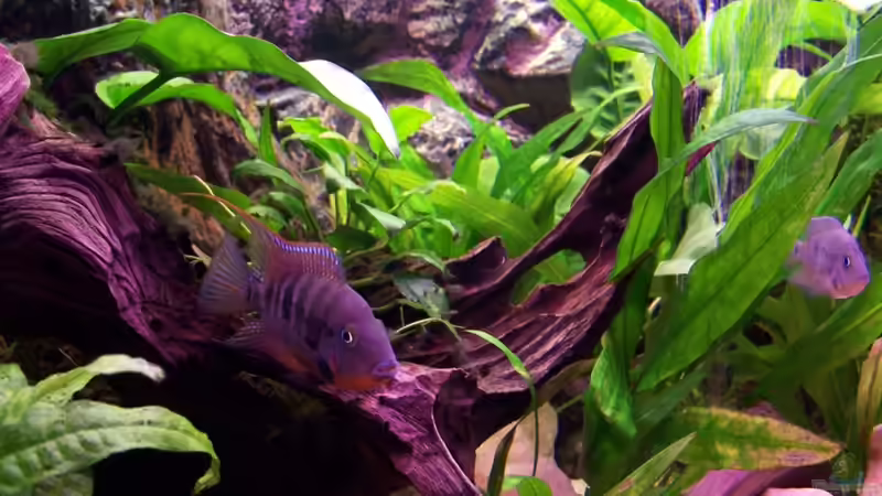 Besatz im Aquarium Meeki-Heim von Meeki (31)