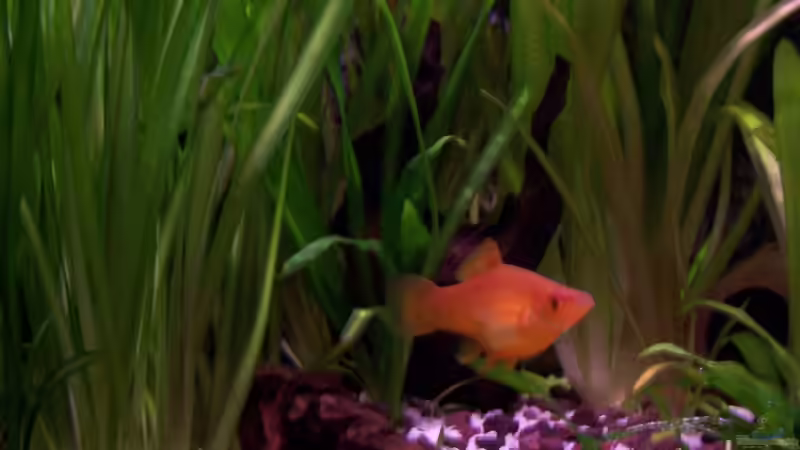 Besatz im Aquarium Meeki-Heim von Meeki (32)