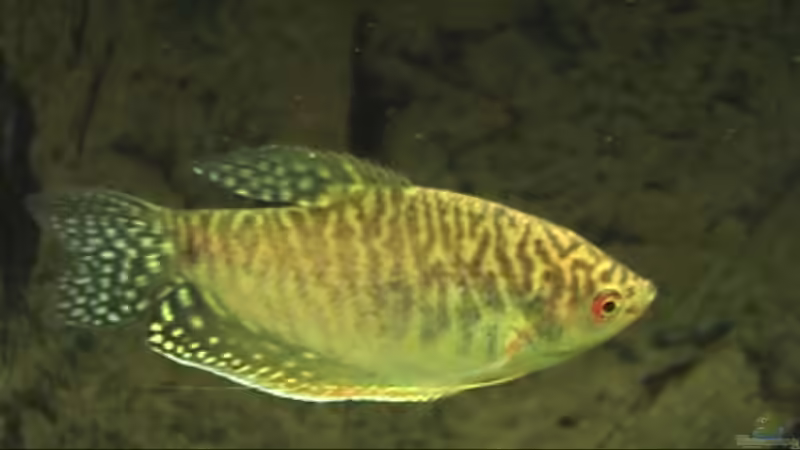 Besatz im Aquarium Meerwasseer Achteckbecken als Raumteiler von Wallenstein (10)