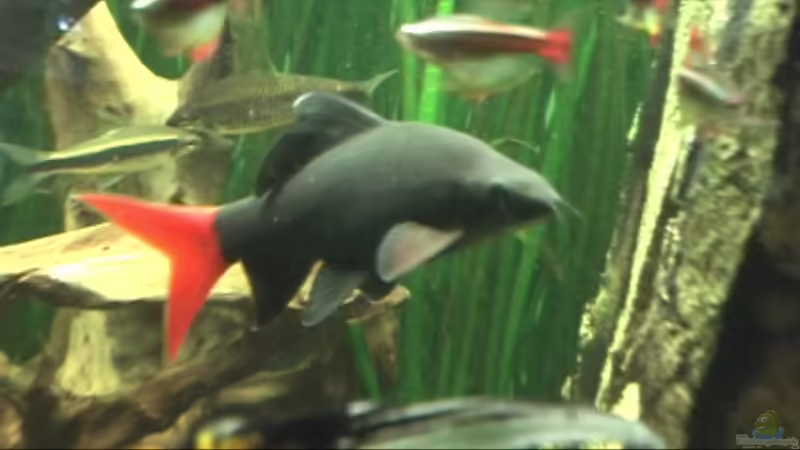 Besatz im Aquarium Meerwasseer Achteckbecken als Raumteiler von Wallenstein (11)