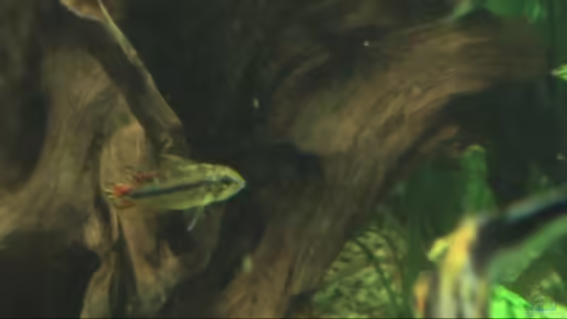 Besatz im Aquarium Meerwasseer Achteckbecken als Raumteiler von Wallenstein (12)