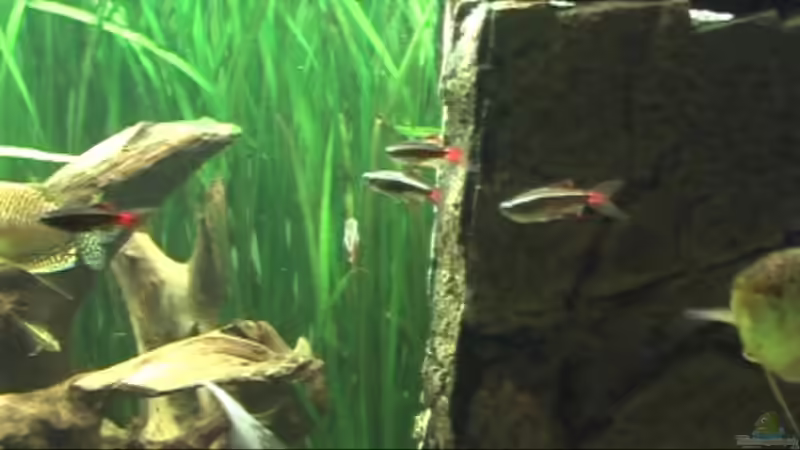 Besatz im Aquarium Meerwasseer Achteckbecken als Raumteiler von Wallenstein (13)