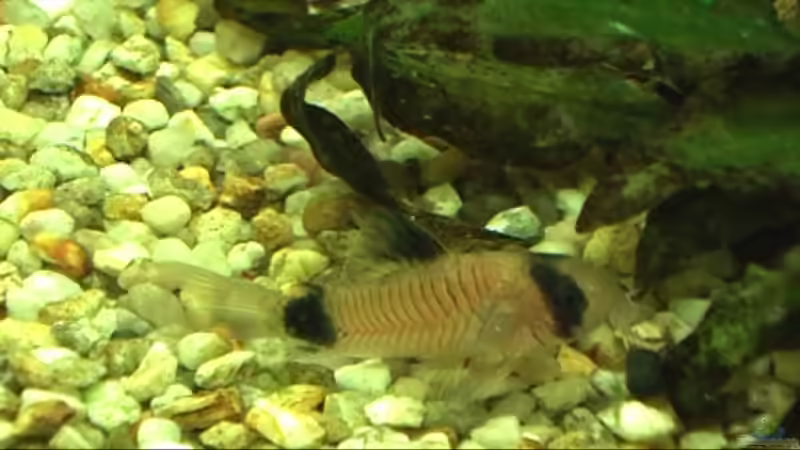 Besatz im Aquarium Meerwasseer Achteckbecken als Raumteiler von Wallenstein (14)