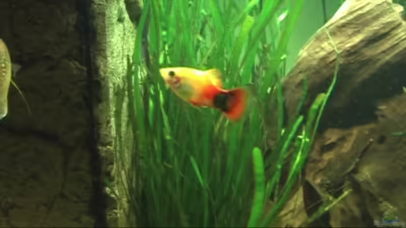 Besatz im Aquarium Meerwasseer Achteckbecken als Raumteiler von Wallenstein (15)