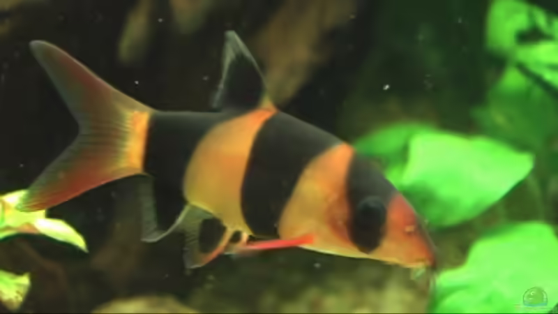 Besatz im Aquarium Meerwasseer Achteckbecken als Raumteiler von Wallenstein (16)