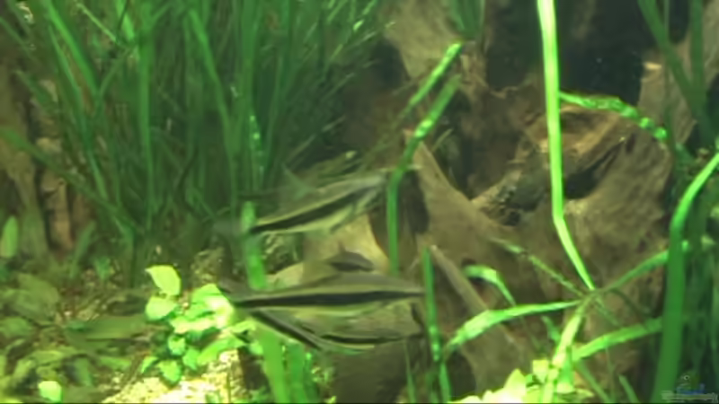 Besatz im Aquarium Meerwasseer Achteckbecken als Raumteiler von Wallenstein (17)