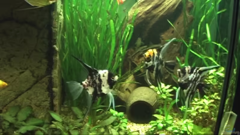 Besatz im Aquarium Meerwasseer Achteckbecken als Raumteiler von Wallenstein (18)