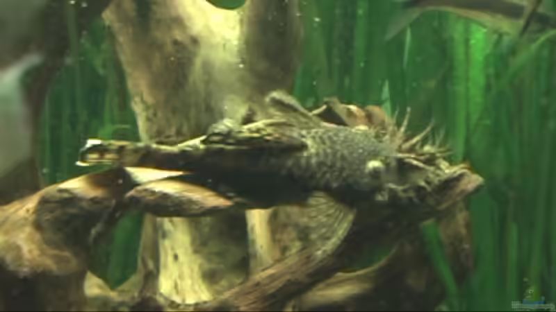 Besatz im Aquarium Meerwasseer Achteckbecken als Raumteiler von Wallenstein (8)