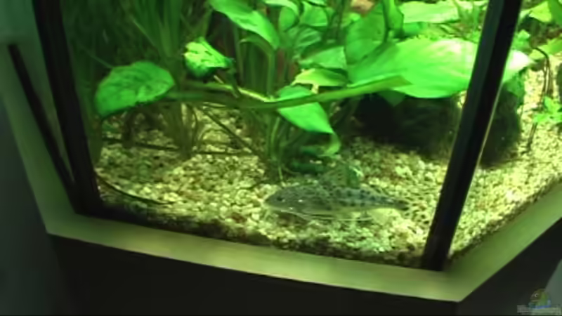 Besatz im Aquarium Meerwasseer Achteckbecken als Raumteiler von Wallenstein (9)