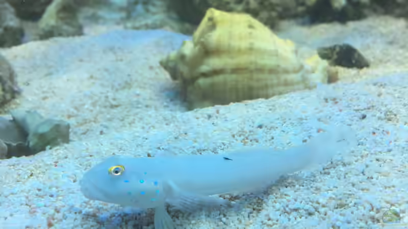 Besatz im Aquarium Meerwasser die zweite von Peter Tippmar (6)