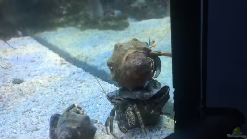 Besatz im Aquarium Meerwasser die zweite von Peter Tippmar (7)