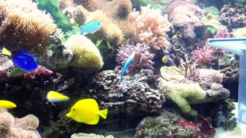 Besatz im Aquarium Meerwasser Geisler von René Geisler (26)