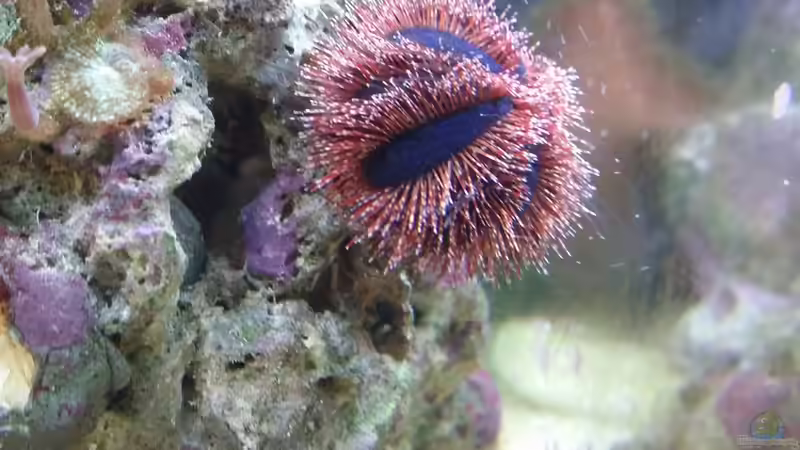 Besatz im Aquarium Meerwasser Nano Cube 60L Marinus von Steven Liebe (6)